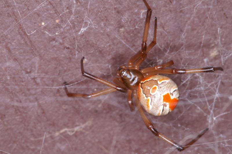 Latrodectus_hasselti_D3401_Z_85_E. of Nuendah homestead_Australie.jpg